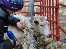 An ode to sheep shearers sheep shearing