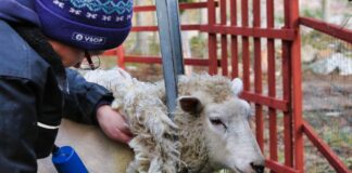 sheep shearing