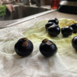 Grateful for growth buckeye sprouts