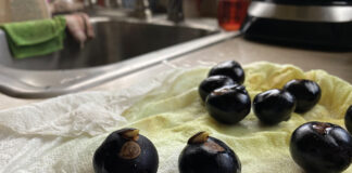 Grateful for growth buckeye sprouts