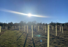 Help Geauga Park District reach 1,000-tree goal Young trees