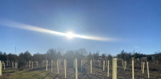 Help Geauga Park District reach 1,000-tree goal Young trees