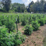 Tips for growing the best tomatoes Eric Keller's tomatoes