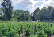 Tips for growing the best tomatoes Eric Keller's tomatoes