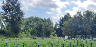 Tips for growing the best tomatoes Eric Keller's tomatoes