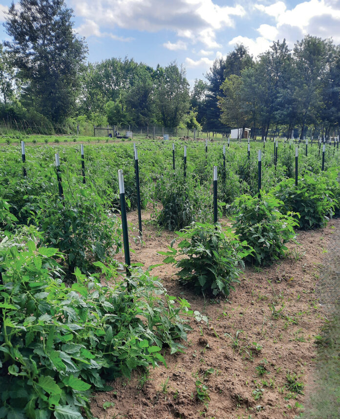 Eric Keller's tomatoes