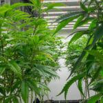 Ohio’s recreational marijuana sales hit $702M in first year cannabis