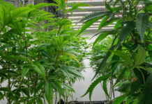 Ohio’s recreational marijuana sales hit $702M in first year cannabis