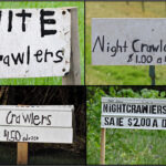 nightcrawler signs