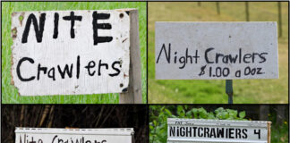 Let the worm wars begin nightcrawler signs