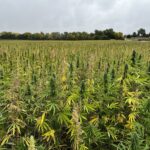 Ohio Hemp Company signs contract to grow hemp for bioplastics hemp