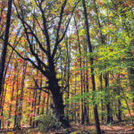 Tree farmer finds evidence of Wood Wide Web in Ohio mother oak