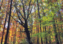Tree farmer finds evidence of Wood Wide Web in Ohio mother oak