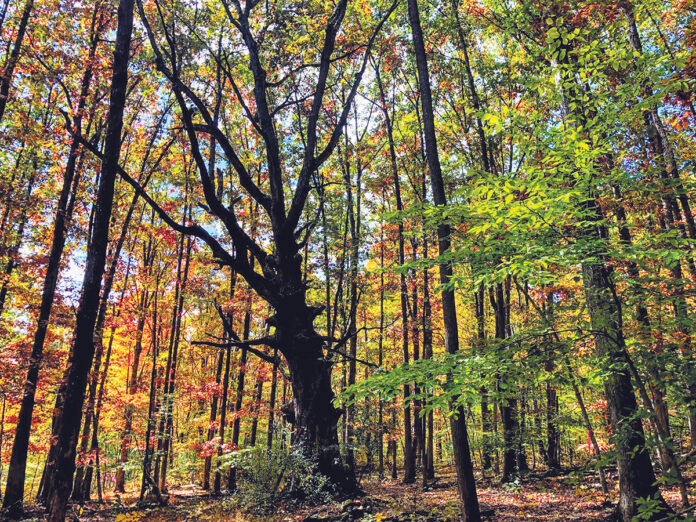 mother oak mother oak