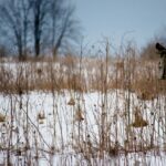 Glory be to a rainy spring nest box in a prairie