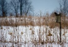 Glory be to a rainy spring nest box in a prairie
