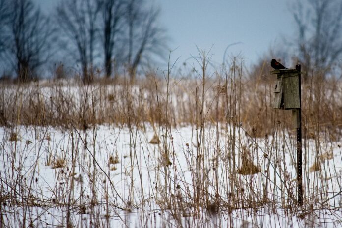 nest box in a prairie nest box in a prairie