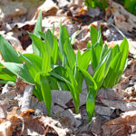 Better habitats for wild leeks could help future foraging demands ramps