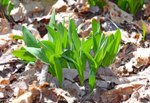 Better habitats for wild leeks could help future foraging demands ramps
