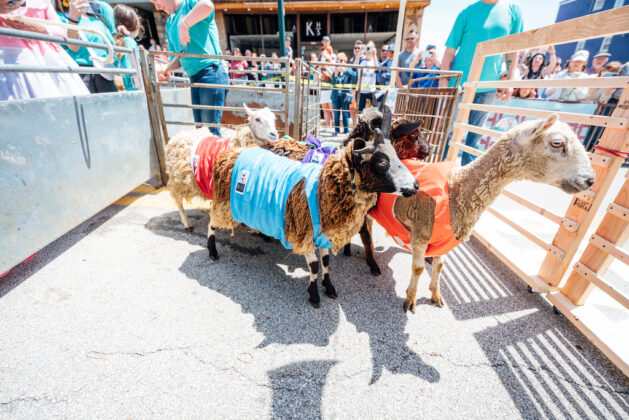 Running of the Wools