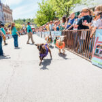 ‘Running of the Wools’ event to race sheep in downtown Washington Running of the Wools