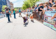 ‘Running of the Wools’ event to race sheep in downtown Washington Running of the Wools