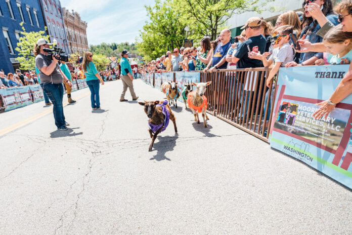 sheep runnin Running of the Wools