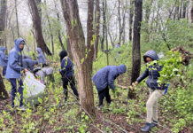 Stark Parks seeks volunteers to clean up garlic mustard May 4 garlic mustard cleanup