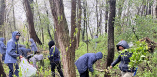 garlic mustard cleanup
