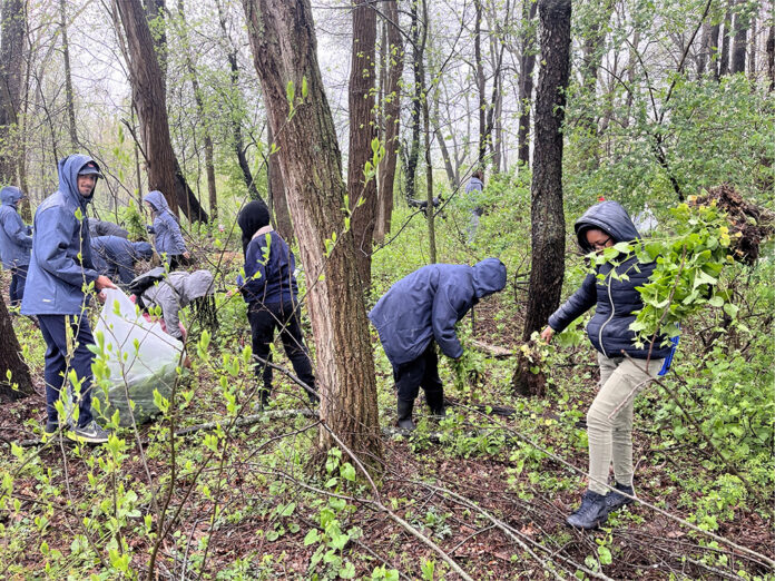 garlic mustard cleanup