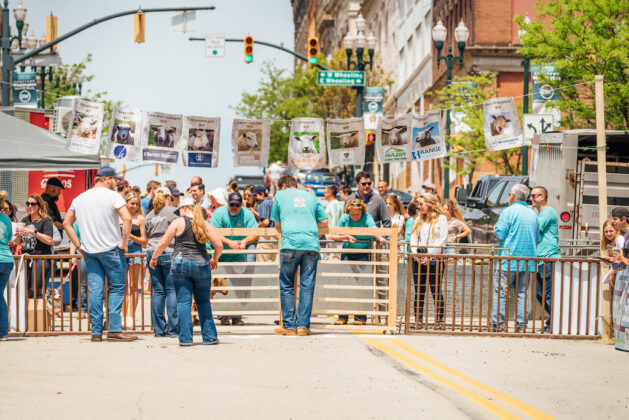 Running of the Wools