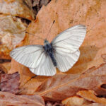 West Virginia white butterfly