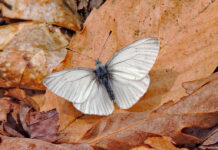 The West Virginia white butterfly: A fading forest gem West Virginia white butterfly