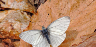 West Virginia white butterfly