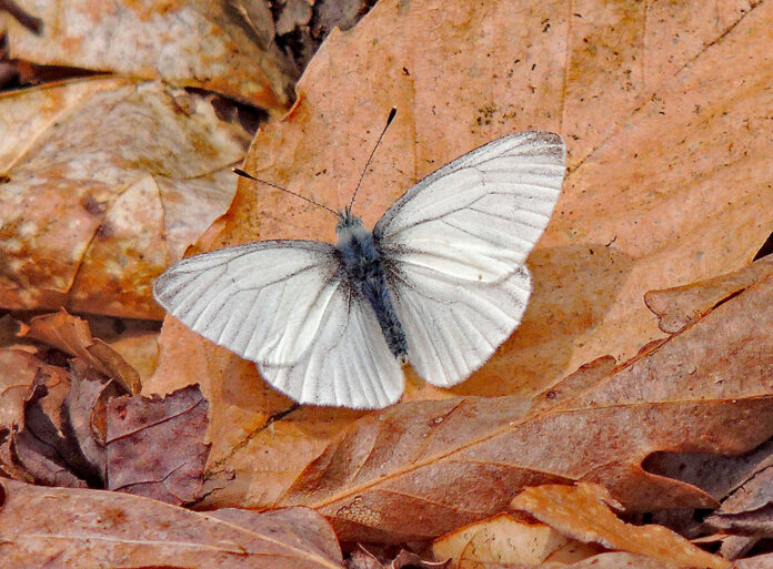 West Virginia white butterfly