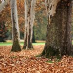 Summit SWCD looking for 2024 Big Tree sycamore