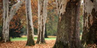 Summit SWCD looking for 2024 Big Tree sycamore