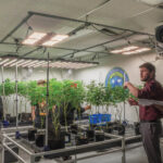 Cannabis growers education in Ohio buds after passing of Issue 2 Cleveland School of Cannabis