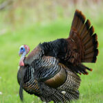 Turkey camo: A story of addiction turkey