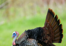 Turkey camo: A story of addiction turkey