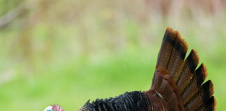 Ohio’s wild turkey hunting season opens turkey