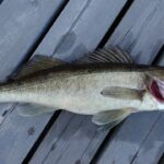 Time to run to the walleye run walleye