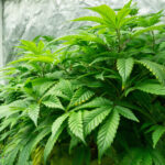 How legal is it? Ohio lawmakers still grappling with cannabis after Issue 2 Cleveland School of Cannabis