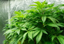 How legal is it? Ohio lawmakers still grappling with cannabis after Issue 2 Cleveland School of Cannabis