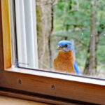 bluebird at the window