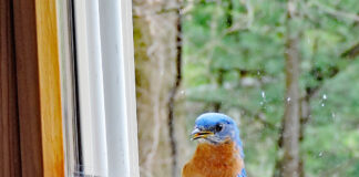 bluebird at the window
