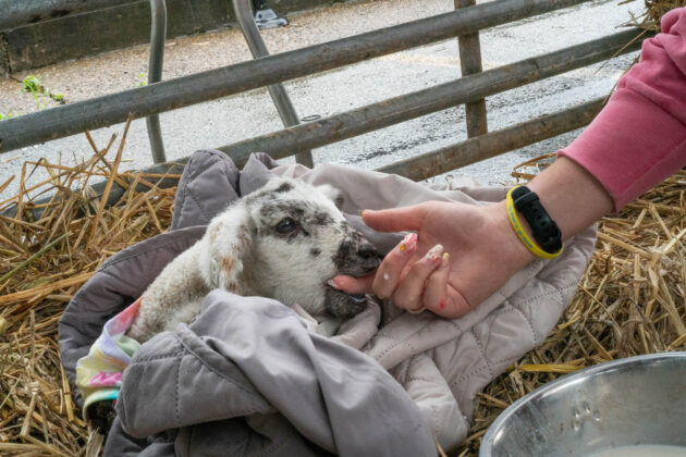 Running of the Wools