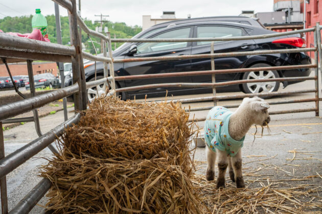 Running of the Wools
