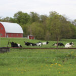Multigenerational dairy farms can be profitable Dairy cows on pasture