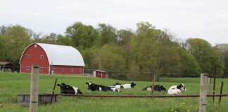 Dairy cows on pasture